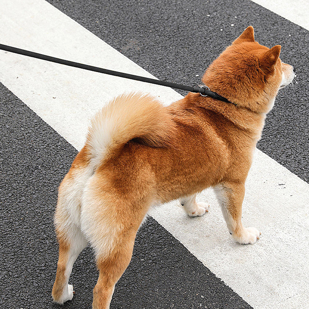 펫츠랜드 강아지 산책줄 일체형 로프 리드줄 1.3M